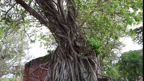 time-lapse of a tree growing over ruins