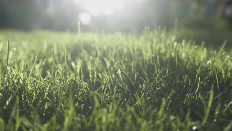 Wide---Low-angle-shot-of-British-grass-blowing-in-the-wind