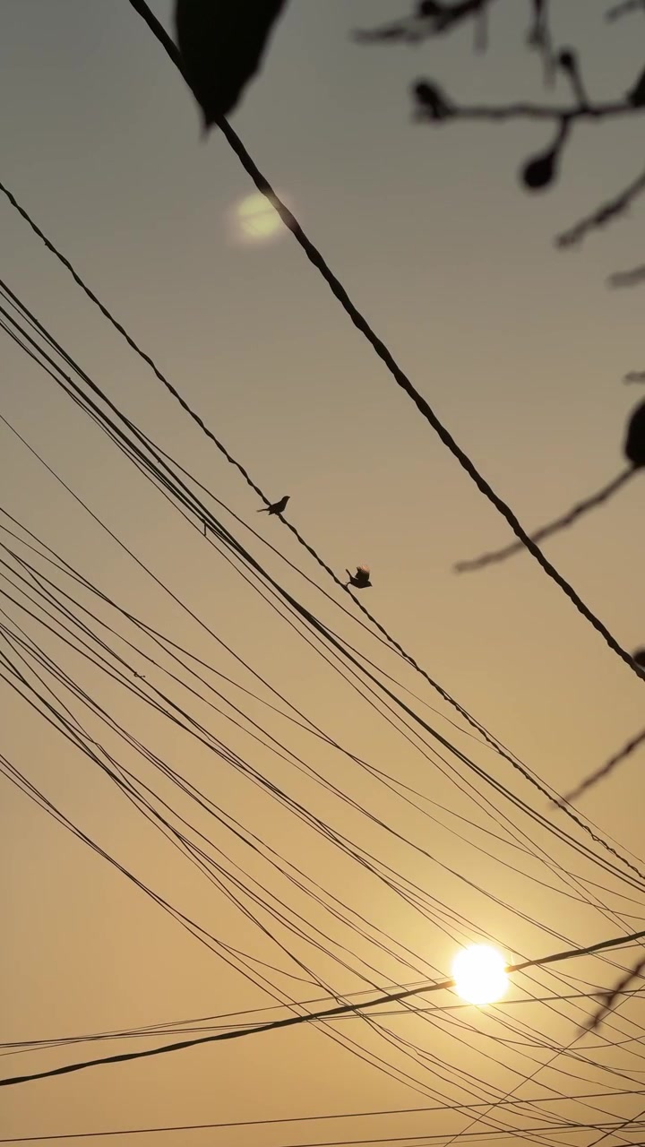 Lille fugl på elledninger ved solnedgang