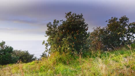 Exuberantes-Plantas-Verdes-En-La-Montaña-Costera---Mar-En-Calma-En-Crescent-Head-Durante-El-Amanecer---Sydney,-Nsw,-Australia