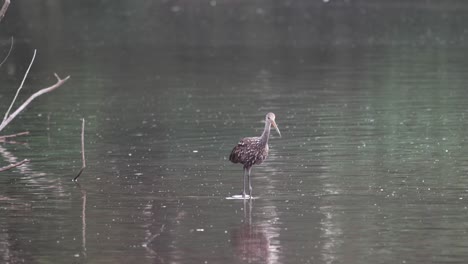 Ein-Limpkin-Oder-Aramus-Guarauna,-Der-Im-Späten-Abendlicht-In-Einem-Schmutzigen-See-Herumwatet