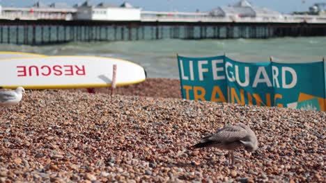 seagull near lifeguard training sign on beach