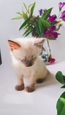 un gatito lindo con flores