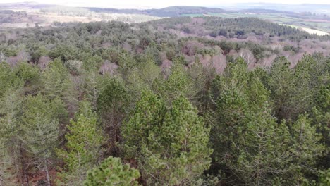 view over woodbury forest treetops