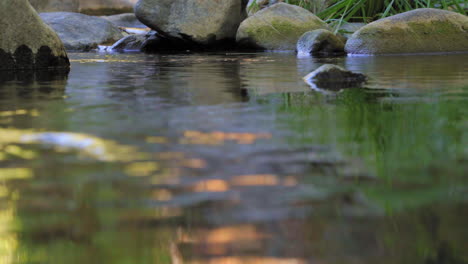 Nahaufnahme-Von-Wasserskimmern,-Die-In-Einem-Farbenfrohen-Bach-Schwimmen