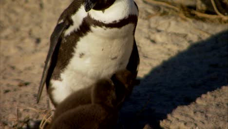 cantos rodados playa colonia de pingüinos simonstown