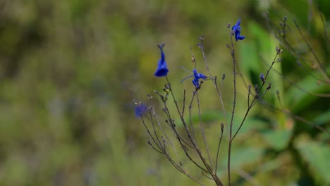 Delicate-bluebell-small-purple-flowers-on-thin-stalks-sway-in-wind-on-sunny-day