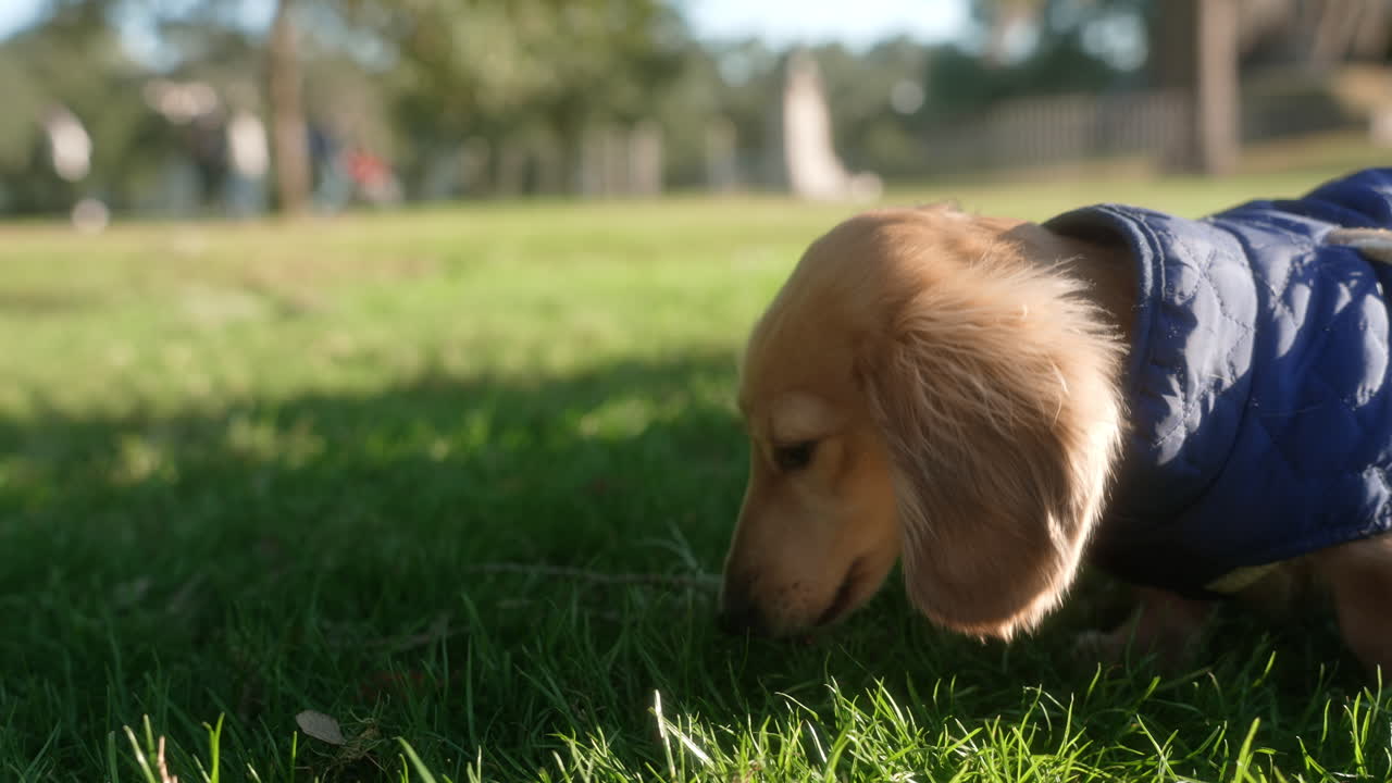 English Dachshund puppy chewing on a stick in the grass at the park on a bright summer afternoon
