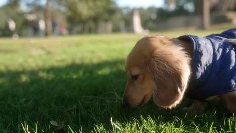 english dachshund puppy chewing on a stick in the grass at the park on a bright summer afternoon