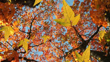 animation of autumn leaves falling against low angle view of trees and blue sky