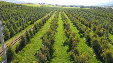 aerial view of an orchard in southern oregon