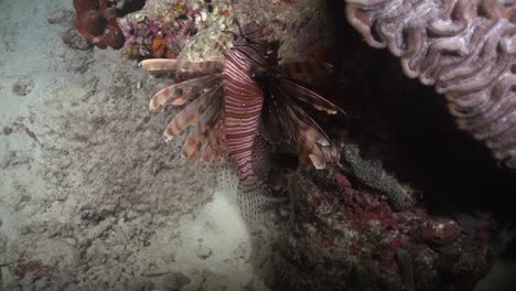 lionfish and brain coral