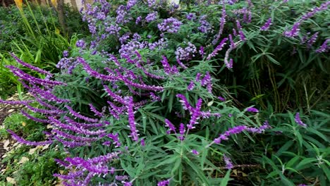 vibrant purple flowers in a lush garden setting