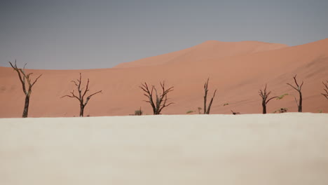 deadvlei, namibia:  arid landscape of sand dunes and dry trees