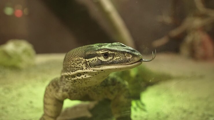 Big Varanus lizard using his toungue against the window in reptile conservation