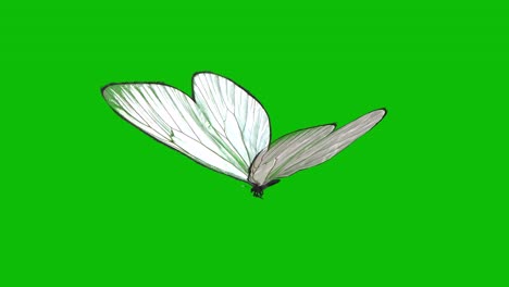 Mariposa-Blanca-Volando-En-Animación-3d-De-Bucle-Sin-Fisuras-En-Pantalla-Verde