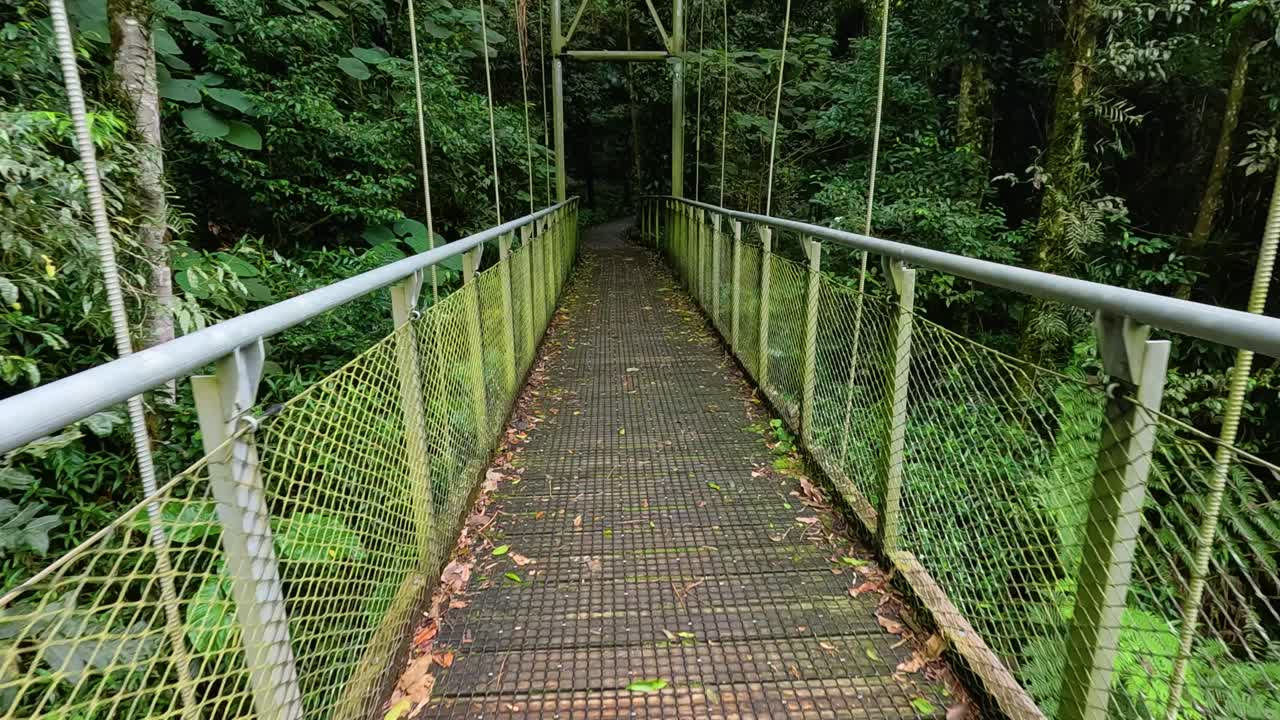 A serene walk across a suspension bridge in Dorrigo's lush rainforest, captured in natural light with vibrant greenery