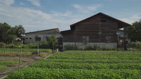 panning view of vegetable farm with old wooden house