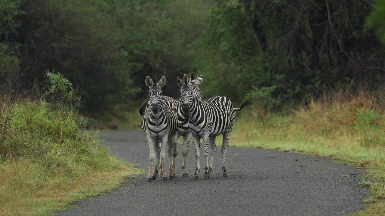 Tre zebre di Burchell stanno attente su una strada asfaltata nella Riserva di caccia di Mkuze, Sudafrica, mentre una zebra ne spinge delicatamente un'altra in una sottile dimostrazione di interazione sociale