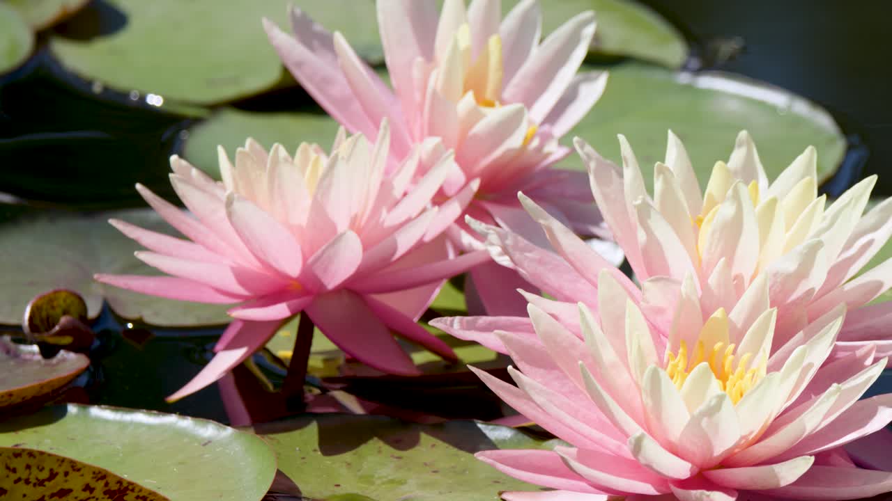 Close-up of pink water lilies and lily pads, gentle camera pan, natural sunlight, tranquil mood