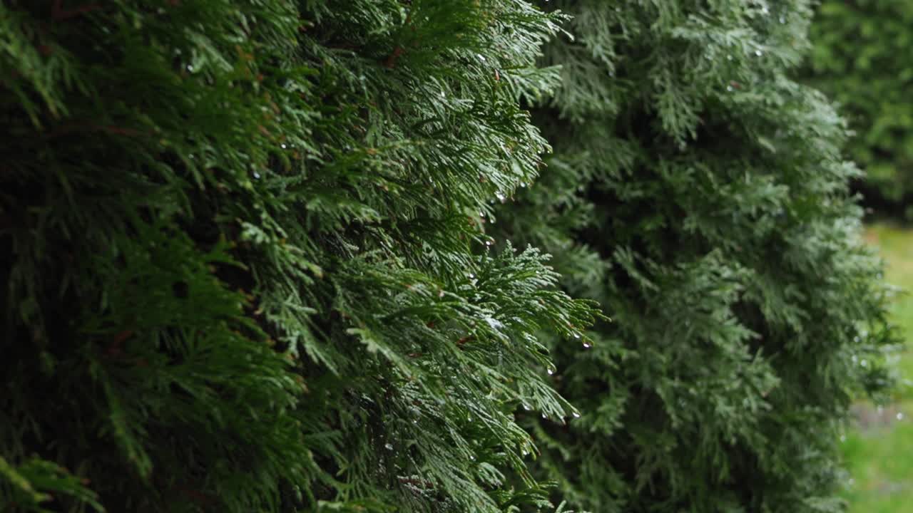 A medium shot of bushes swaying in the wind, with raindrops on the leaves, capturing a fresh and dynamic garden atmosphere.