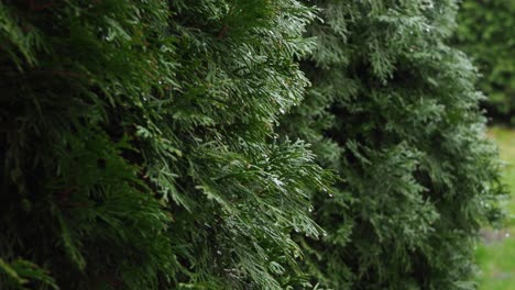 a medium shot of bushes swaying in the wind, with raindrops on the leaves, capturing a fresh and dynamic garden atmosphere.