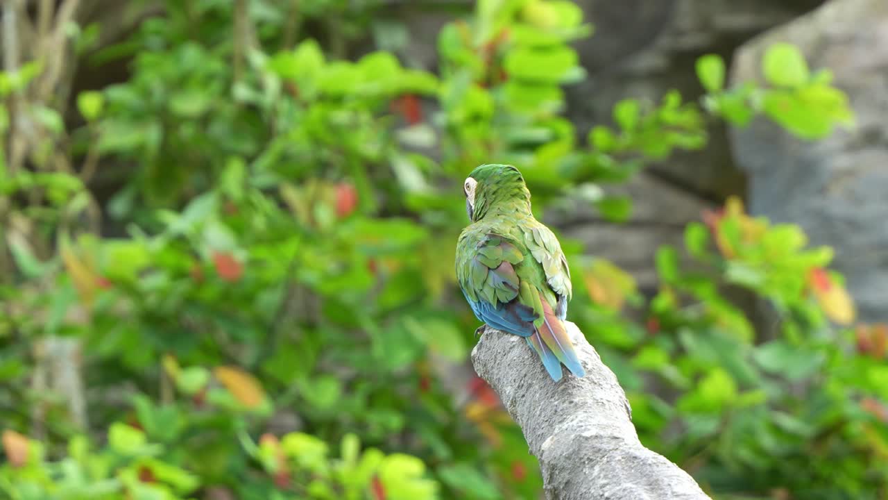 guacamayo de frente castaño, guacamayo severo posado en una rama de árbol cortada, gira lentamente la cabeza y mira hacia lejos, tiro de cerca