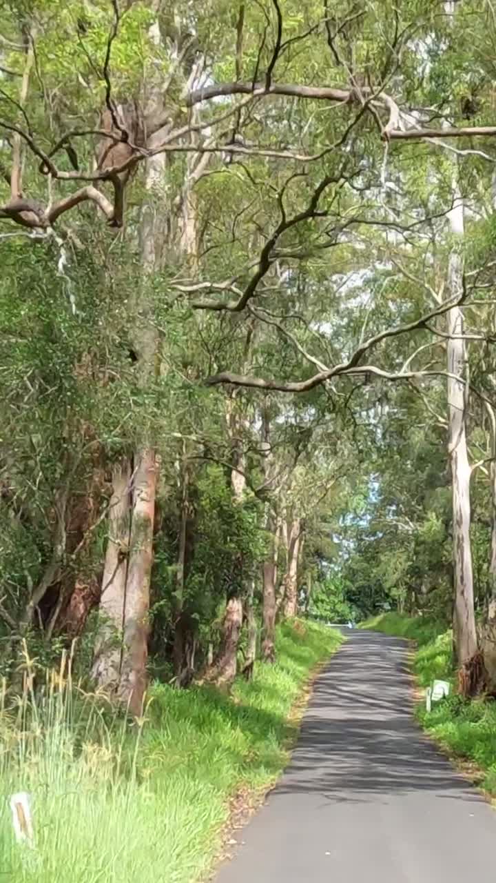 자동차는 울창하고 초록색의 숲을 가로질러 이동합니다.