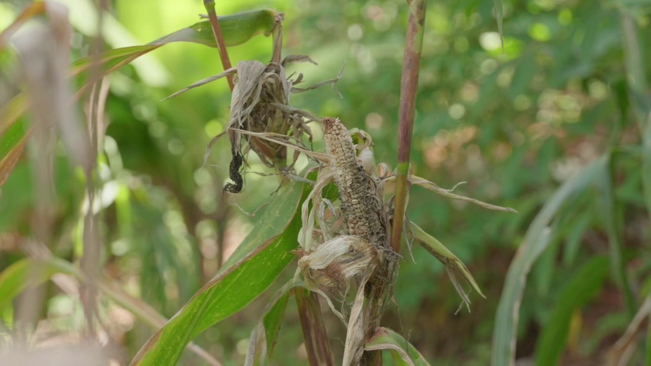 植物の茎についた、病気や干ばつの結果を示す乾燥して腐敗したトウモロコシの穂軸