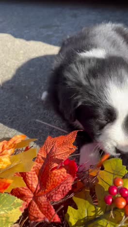 adorable border collie puppy playing with fall leaves