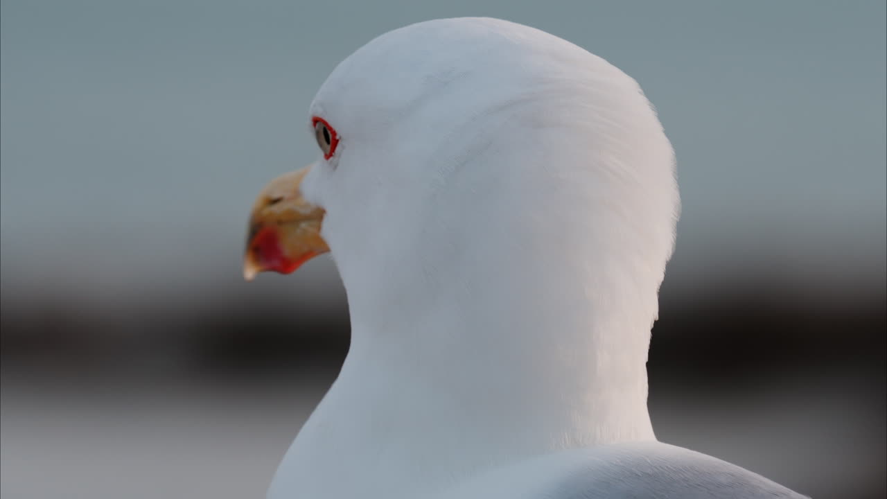 Close up of a seagull at the beach with a blurry view of the sea on the background