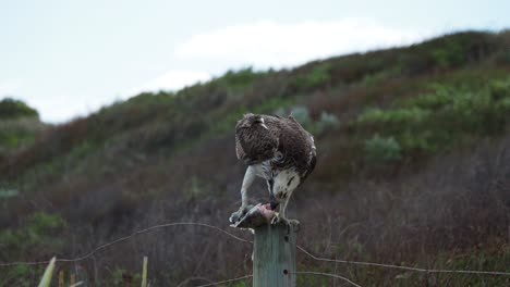 falco pescatore che mangia un pesce orata d'argento