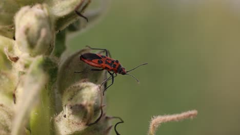 macro shot of wild firebug insect resting on flower in wilderness at sunny day