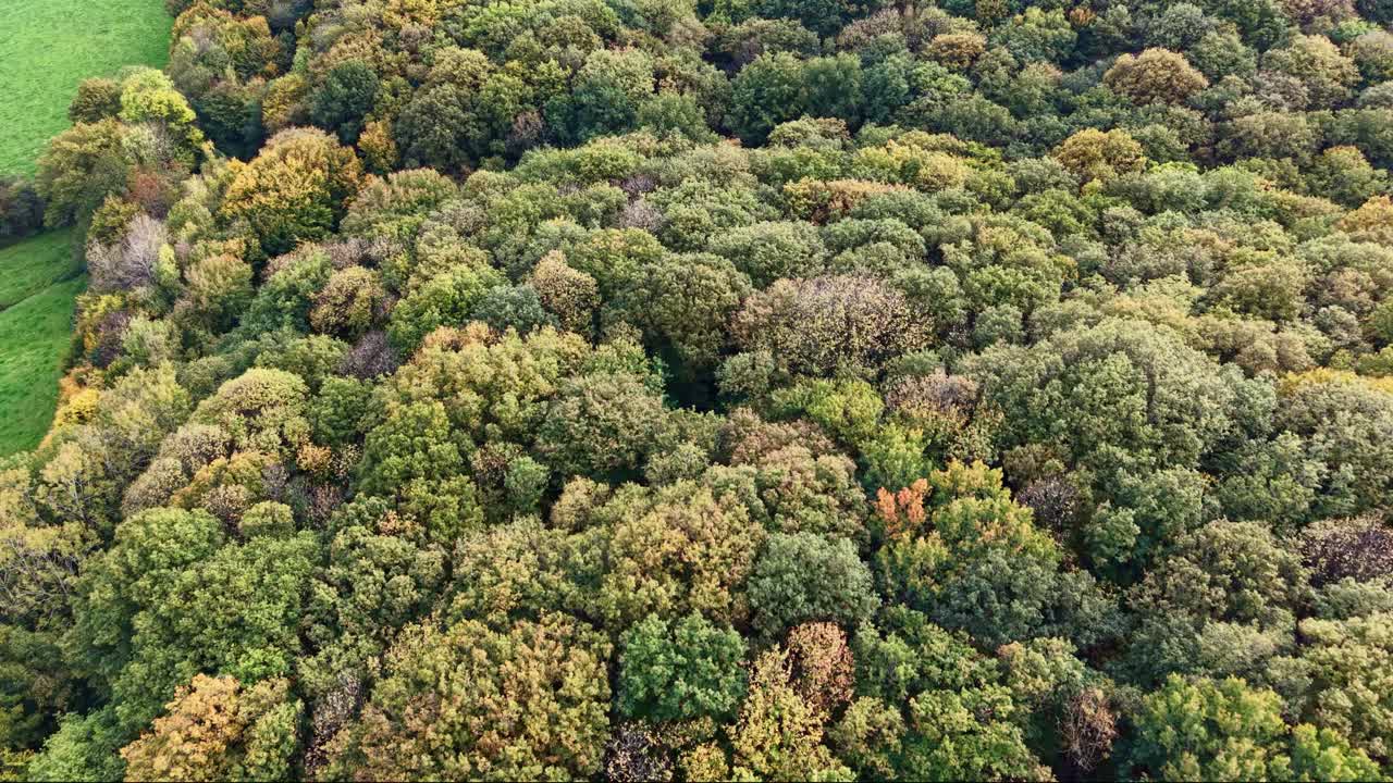 Drone flies forward in top-down view over colorful autumn forest canopy