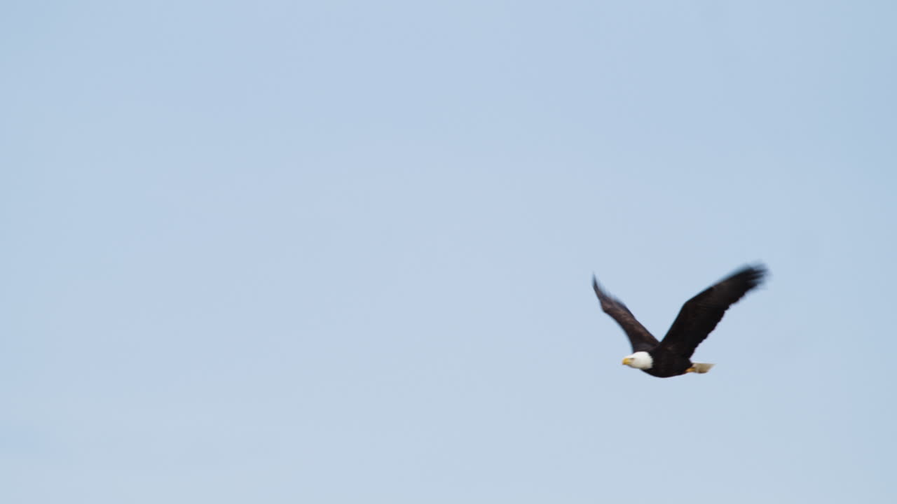 Bald Eagle Flying High Against Clear Sky Near Waterton, Alberta, Canada - low angle shot