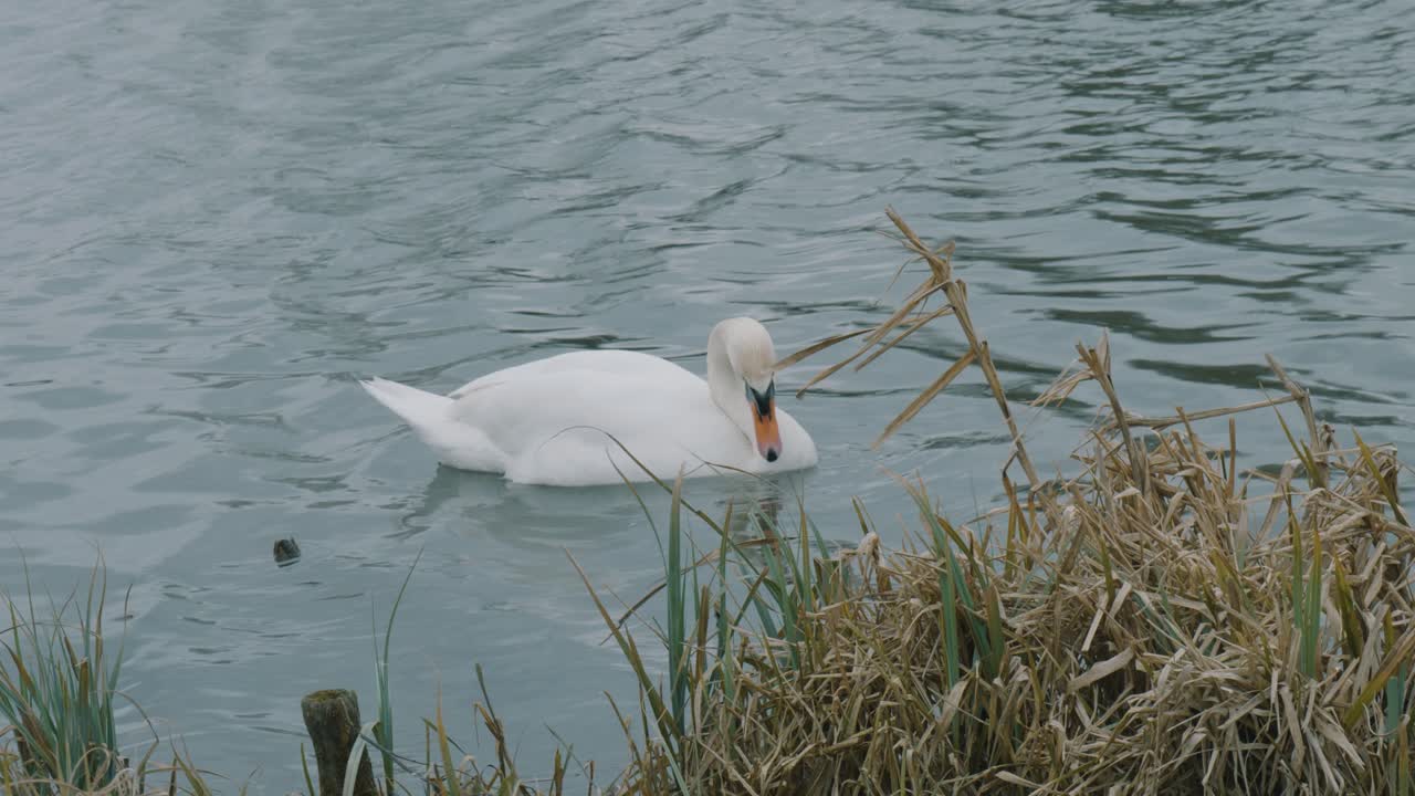 plano medio de un cisne en el agua sumergiendo su cabeza bajo el agua para comer