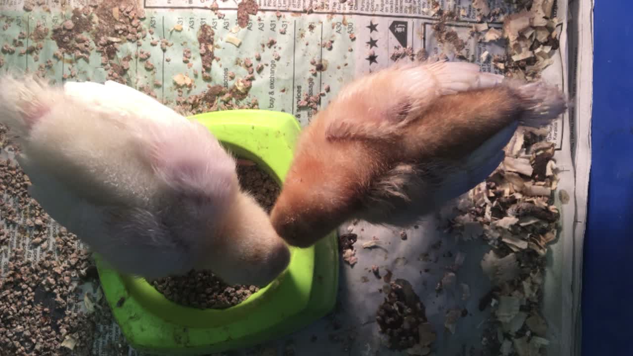 신생아 새끼는 을 먹습니다.