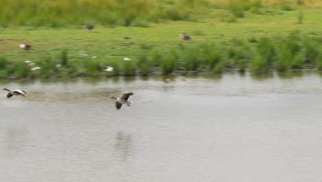 Gänse-Fliegen-über-Den-Fluss-Und-Landen