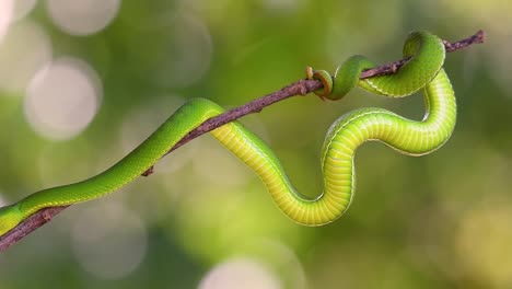 La-Víbora-De-Labios-Blancos-Es-Una-Víbora-Venenosa-Endémica-Del-Sudeste-Asiático-Y-A-Menudo-Se-Encuentra-Durante-La-Noche-Esperando-En-Una-Rama-O-Rama-De-Un-árbol-Cerca-De-Un-Cuerpo-De-Agua-Con-Muchos-Alimentos