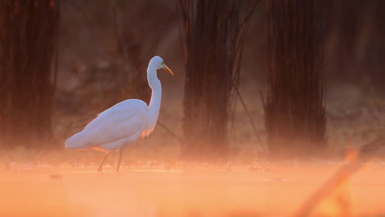 la gran garza pescando en la hermosa luz de fondo de la mañana