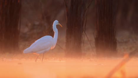 Der-Silberreiher-Fischt-Im-Wunderschönen-Gegenlicht-Des-Morgens