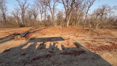 the shadow of a safari car moving on the ground in liwonde national park, malawi.