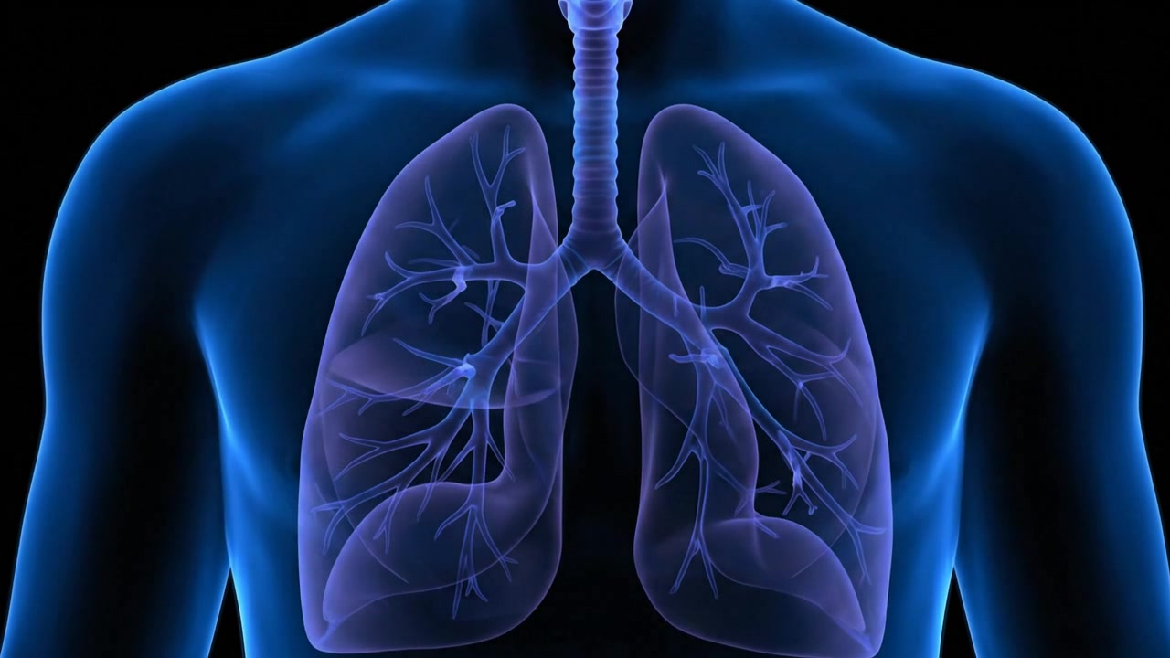 Rendering medico blu intenso di polmoni umani che mostra l'anatomia del sistema respiratorio