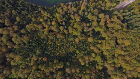 vista aérea de un bosque denso y un lago