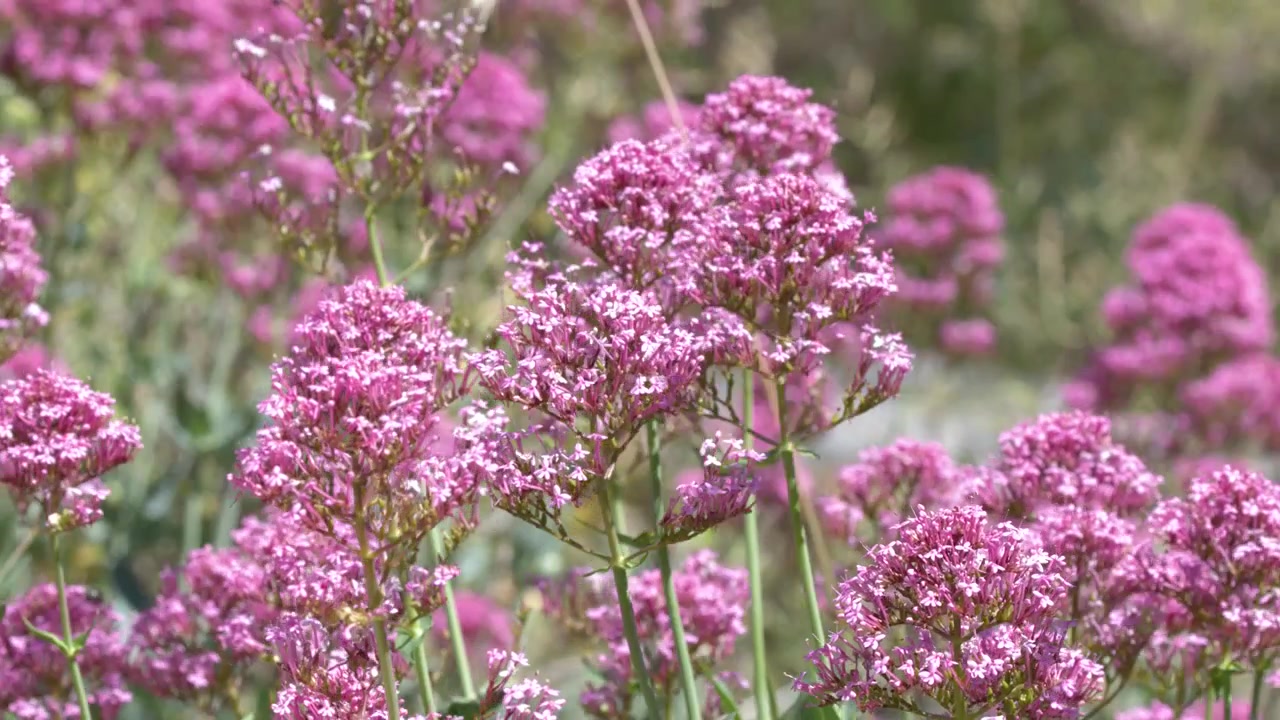 Levende rosa blomster svaier lett på en solrik eng