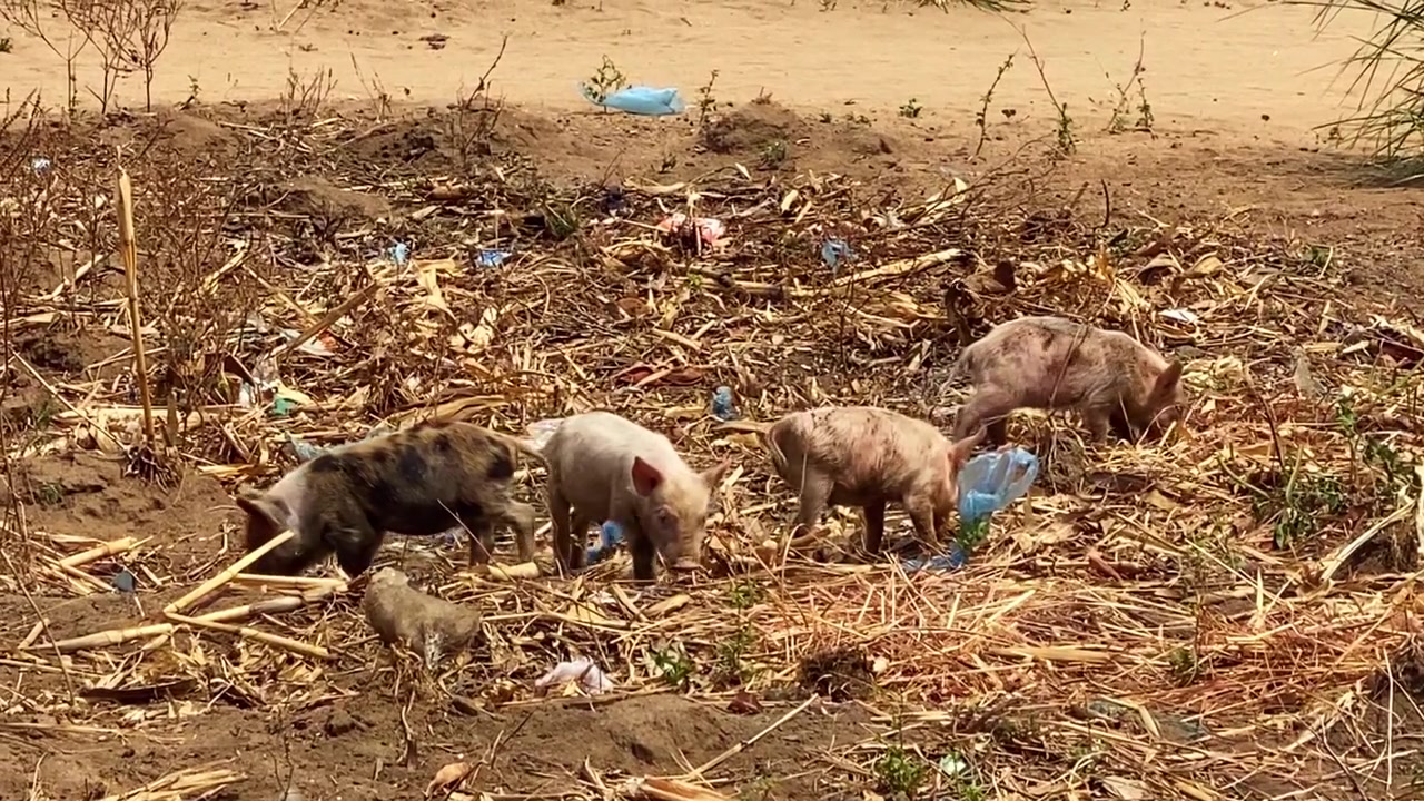 Neljä porsasta etsii harvaa ruohoa hajallaan olevan muovijätteen ja roskien seasta kuivalla maalla Usisyassa, Malawissa.