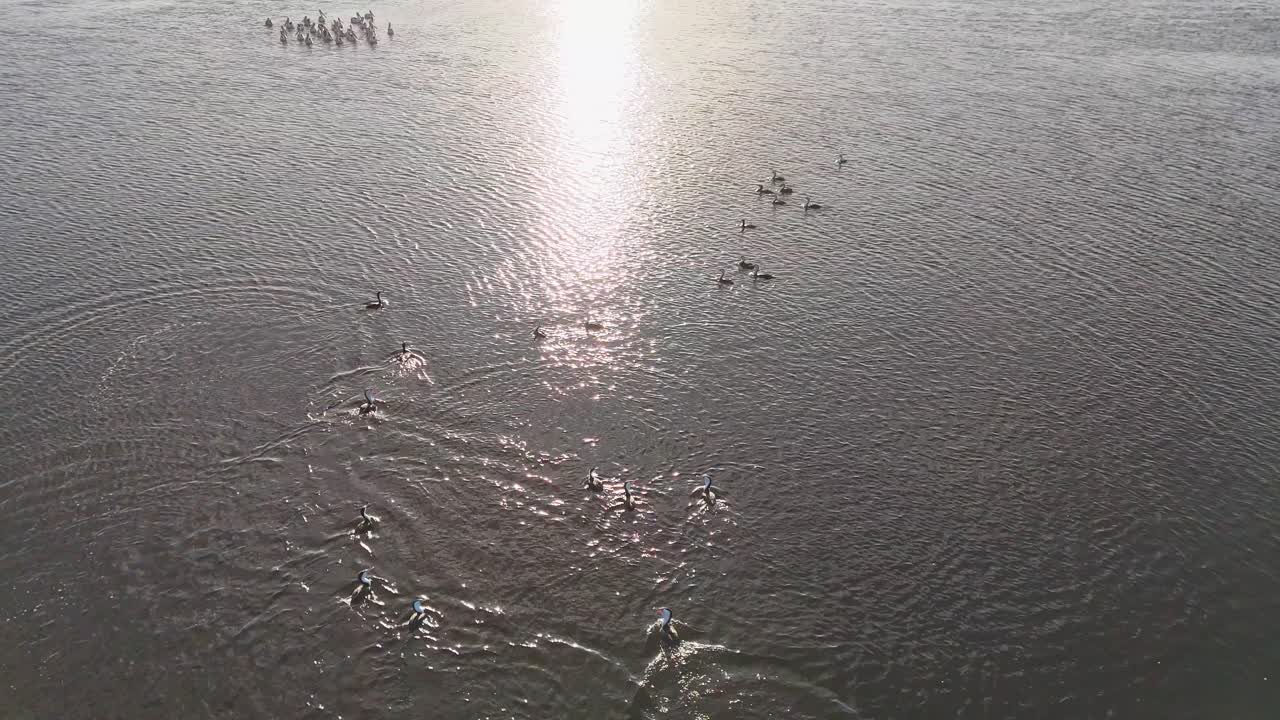 Aerial footage captures pelicans flying over a tranquil river at sunset, highlighting serene water reflections and natural beauty