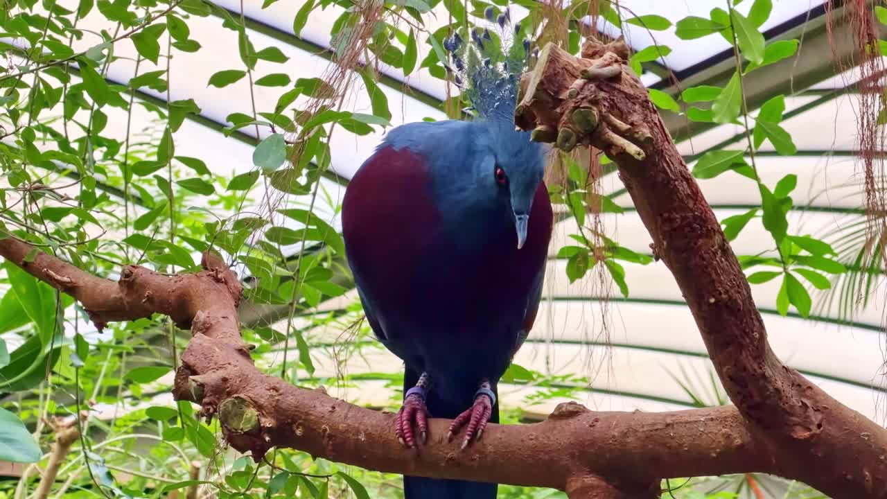 Close-up of a Victoria crowned pigeon perched on a branch, subtle head movements
