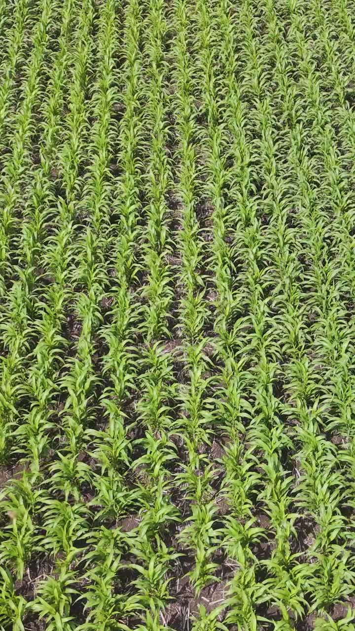 sobrevuelo de aviones no tripulados de campos de caña de azúcar y maíz