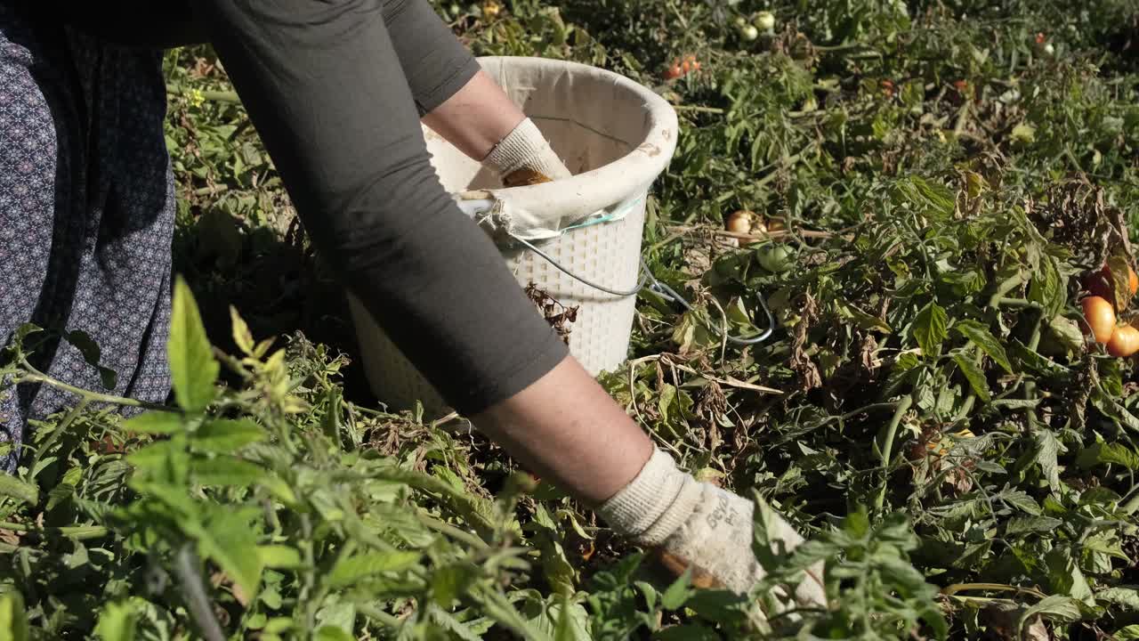 cosecha de tomates en la agricultura